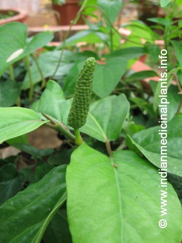 Piper longum Piper longum