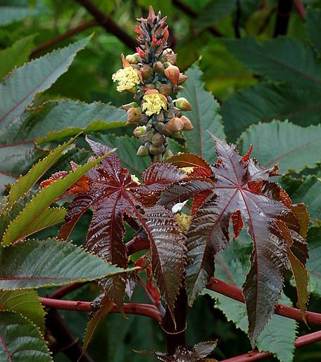 Ricinus Communis - Castor Ricinus Communis - Castor