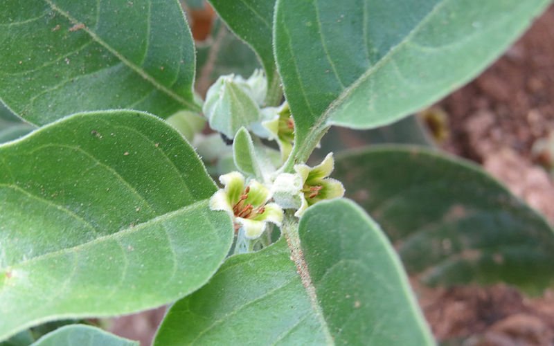 Withania-somnifera Withania-somnifera