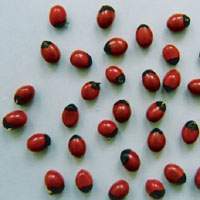 Abrus precatorius