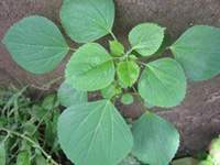 Acalypha indica
