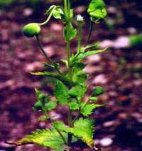 Aconitum heterophyllum