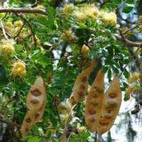 Albizia lebbeck 