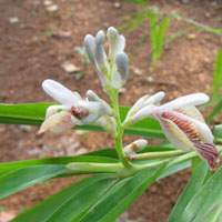 Alpinia Galanga - RASANA