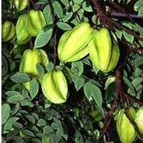 Averrhoa carambola