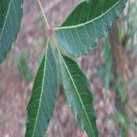 Azadirachta indica