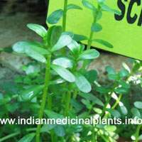 Bacopa-Monnieri-BRAMHI