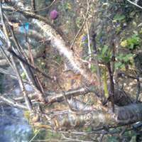 Balsamodendron mukul 