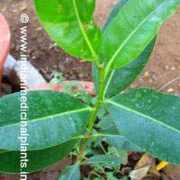 Calophyllum inophyllum