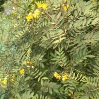 Cassia occidentalis