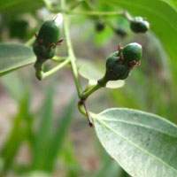 Cinnamomum zeylanicum – TWAK