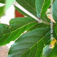 Clerodendrum infortunatum