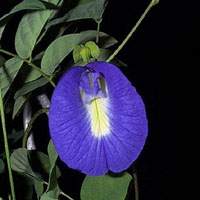 Clitoria-ternatea(Aparajita)