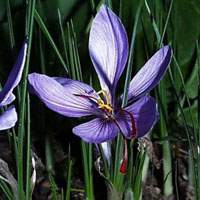 Crocus sativus