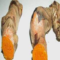 Curcuma+longa+haridra