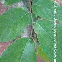 Holoptelea integrifolia