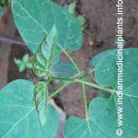 Holostemma annularis