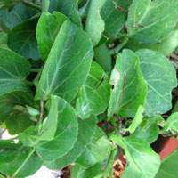 Ipomea pescprae - maryadavali