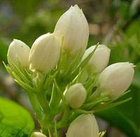 Jasminum officinale