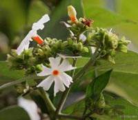 Nyctanthes arbortristis