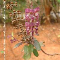 Ocimum sanctum-Tulasi