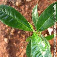 Pittosporum tetraspermum