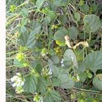 Psoralea corylifolia-bakuchi