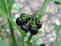 Solanum nigrum - Black Nightshade - kakamanchi-