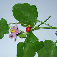 Solanum trilobatum