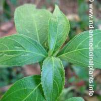 Strobilanthes ciliatus