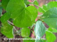 Tinospora cordifolia-Guduci