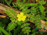 Tribulus terrestris