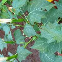 datura metel -Dhatura