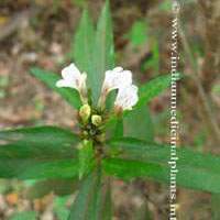 justicia gerandurossa