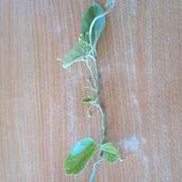 tylophora asthmatica