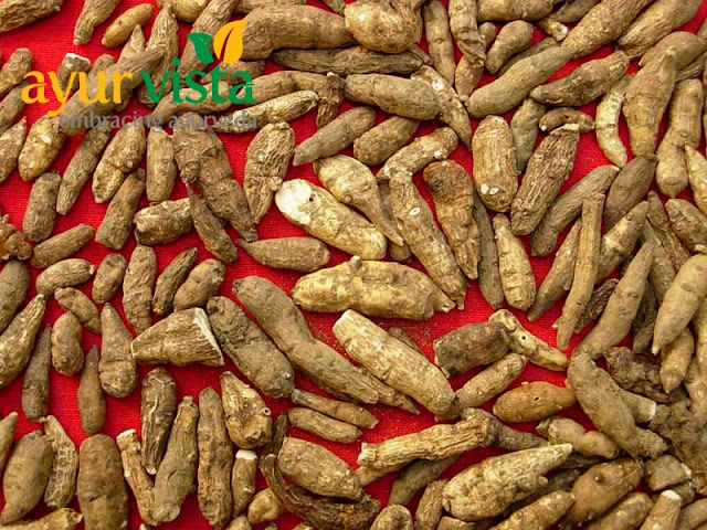 Aconitum heterophyllum .jpg