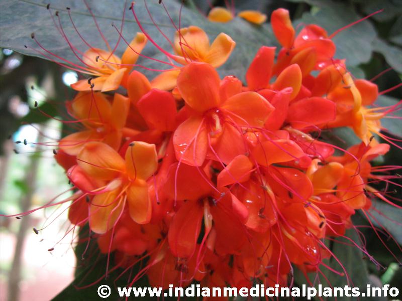 Saraca-asoca