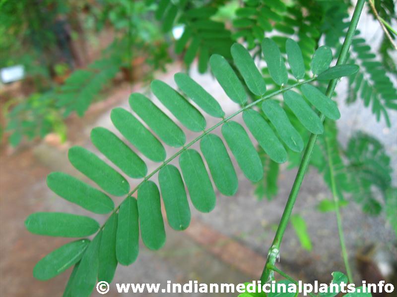 Abrus precatorius Medicinal Uses - Indian Medicinal Plants